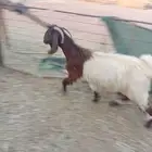 عنز مضرع 3 شهور