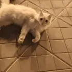 قطه مفقوده من الواضح أنها هربانه من بيت موجود في نادي ضمك