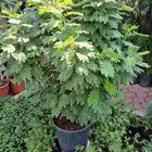 مشتل تنسيق حد ائق مؤسسه