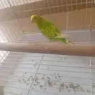 طير بادجي للبيع أنثى بادجي بدون الملحقات