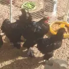 دجاج براهما