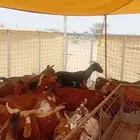 توجد لدينا ماعز دهم تهامية مراح كامل للبيع
