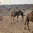 طريق حائل الجديد قبل دثير