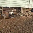 بط وإوز العدد 7ثنين ذكور 5إناث