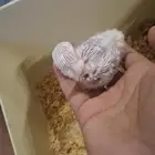 فرخ روز تم البيع فيه غيره بس كبير بخمس ايام