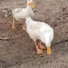 فرخين بط بكيني