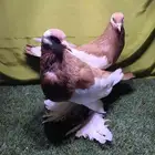 حمام نفاخ مسوبع اصفر