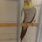 للبيع كروان