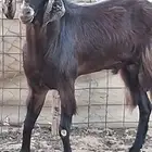 تيس فحل اجم ادهم بني فحل حار في الضراب توه جمع من السديس