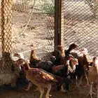 فروخ باكستاني ميوالي زيرو