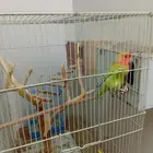 طيور فشر منتج