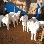 بهم حري عدد 5