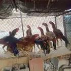 6 ذكور دجاج باكستاني عمارها حول 8 شهور