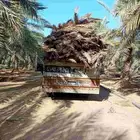 سعف نخل للبيع مع التوصيل
