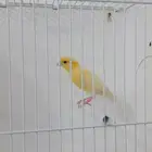 ذكر كناري مغرد ( تم البيع )