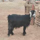 عنز عارضيه حايل شحم ذبيحه