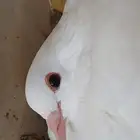 حمام فرنسي