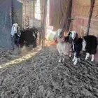 معزا للبيع