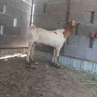 تيس للبيع