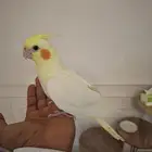كروان اليف للبيع
