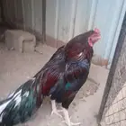 ديك باكستاني ميوالي