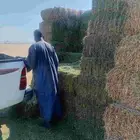 برسيم صافي الجوف حبه كبيره صيخ مشدود