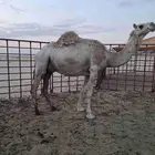 خغوت طيبه