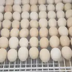 بيض دجاج بلدي