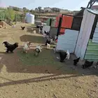 دجاج براهما