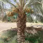 يوجد لدينا نخل سكري وبرحي