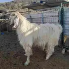 تيس مصري (تم البيع)