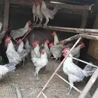 ديوك فيومي قوولد