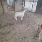 طلي سمين