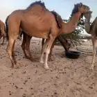 نياق لقحات وملاقي من 4800
