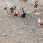 السلام عليكم يوجد دجاج بياض التواصل عبر الواتساب