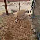 رخل حريه ذبيحه نظيفه وفل شحم