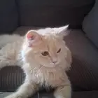 تم التبني