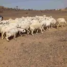غنم للبيع حريات مقنوي