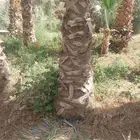 نقوم بتوريدالنخيل عربي واشنطن وتركيب الشبوك