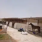 بناء غرف خيل