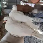 فروخ ياكريم