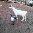 شاه والد سنها سديس صحتها طيبه من حلالي موقعها قلوه