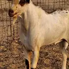 نيس فحل محايلي جنوبي السن سديس ما شاء الله