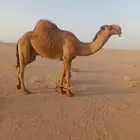 بعير اصفر جذع دبيان