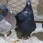 قطايف طبات للبيع