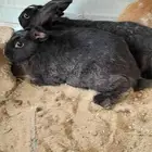 للبيع 4ارانب و2دياكه