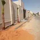 نخل واشنطن ابو مروحه نخل واشنطني زينه جميع الاطوال نحيف وسط