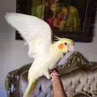 كروان لاتينو هدد نشبه