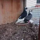 جوز قطيفي هجارس تب