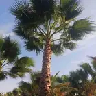 نخل واشنطني زينه